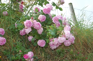 Roses de Kilmackillogue